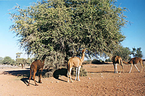camels feeding on argan tree leaves