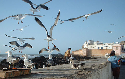 Essaouira,the seagull heaven.