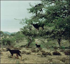 goats feeding on argan tree leaves