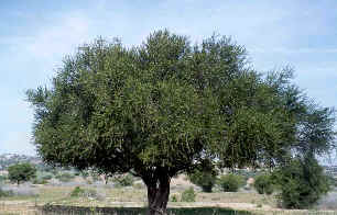 Argan tree